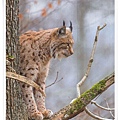 lynx on the tree_RU.jpg