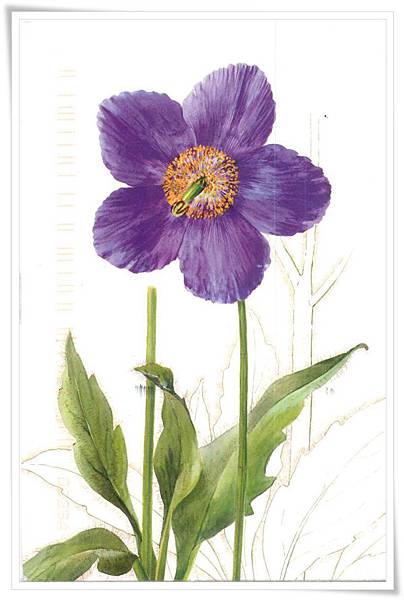 meconopsis grandis.jpg meconopsis grandis.jpg