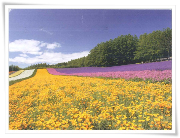 北海道空知郡中富良野町基線北12號.jpg 北海道空知郡中富良野町基線北12號.jpg