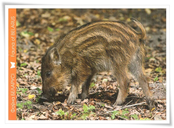 wild boar.jpg