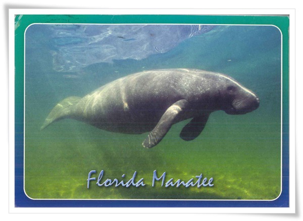florida manatee.jpg florida manatee.jpg