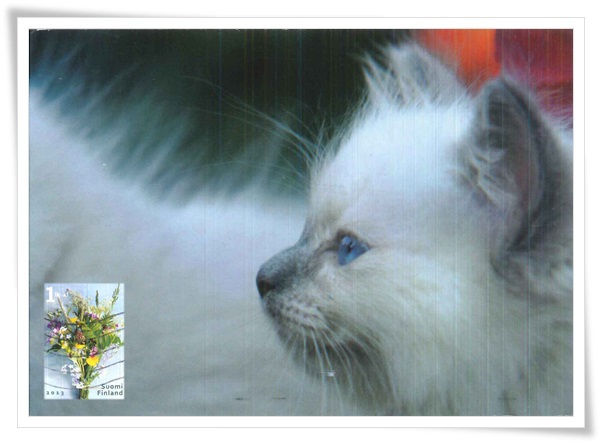 cat with blue eyes1.jpg