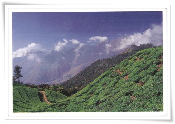 land scape munnar.jpg land scape munnar.jpg