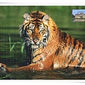 sibirischer tiger1.jpg