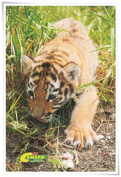 amur tiger.jpg amur tiger.jpg