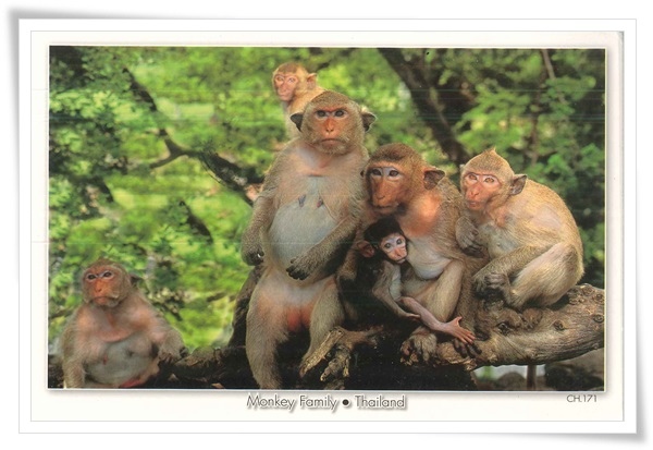 monkey family.jpg