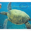 the hawaiian green sea turtle1.jpg