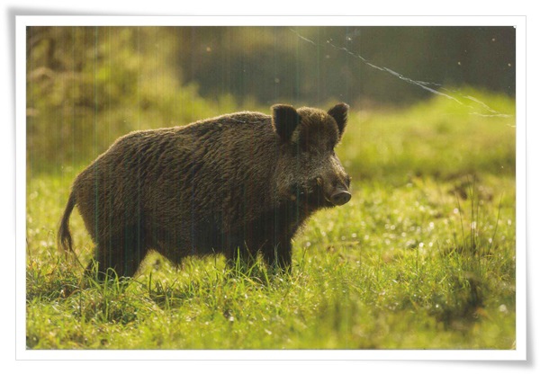 wild boar.jpg wild boar.jpg