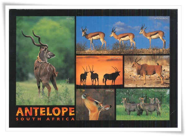 antelope of souch africa.jpg antelope of souch africa.jpg