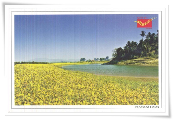 rapeseed fields.jpg rapeseed fields.jpg