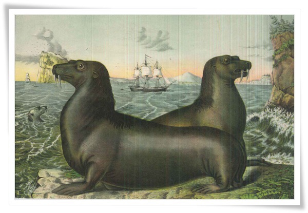 sea lions.jpg sea lions.jpg