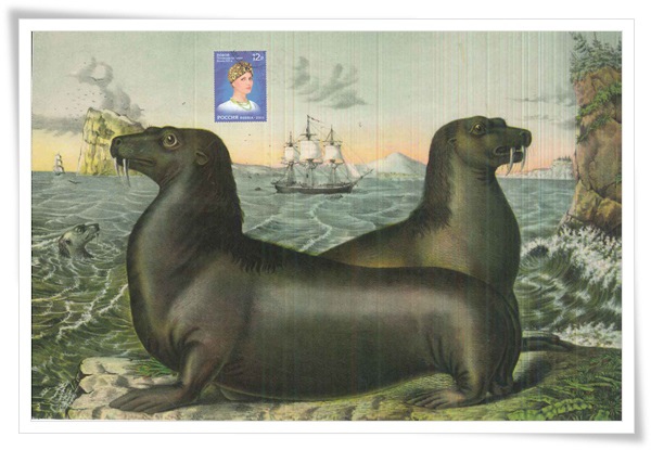 sea lions1.jpg