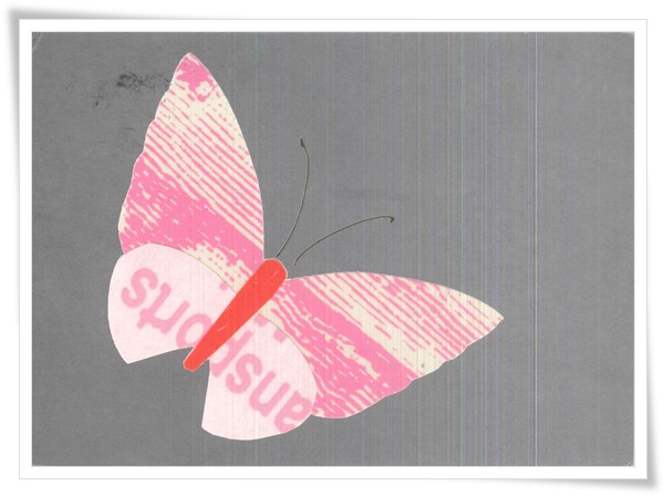 butterfly on grey.jpg butterfly on grey.jpg