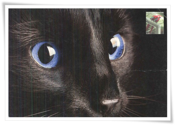 cat with blue eyes1.jpg