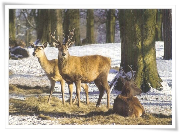 deer.jpg deer.jpg