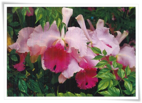 orchids.jpg orchids.jpg