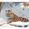 snow tiger1.jpg