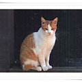 the cat lovers postcard book.jpg