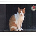 the cat lovers postcard book1.jpg