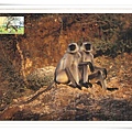 hanuman monkeys1.jpg