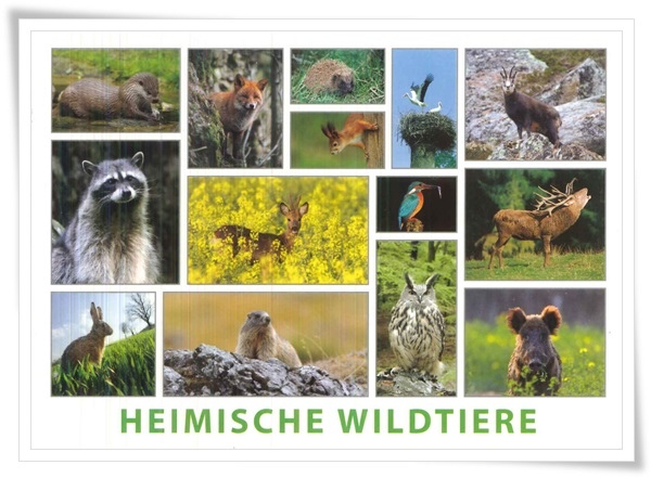 heimische wildtiere.jpg heimische wildtiere.jpg