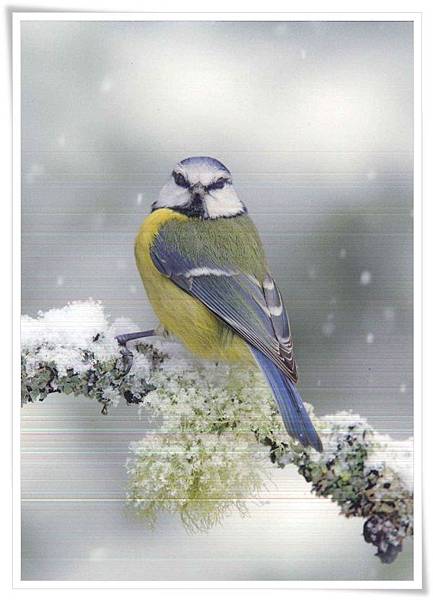 parus caeruleus.jpg parus caeruleus.jpg