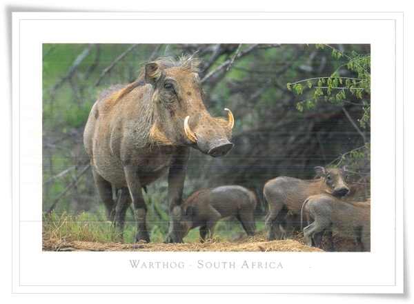 warthog.jpg warthog.jpg