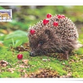 Hedgehog1.jpg
