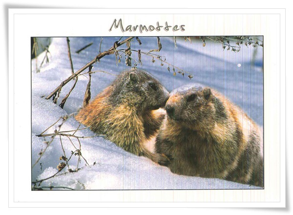 marmottes.jpg marmottes.jpg