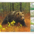 brown bear_fauna of BY1.jpg