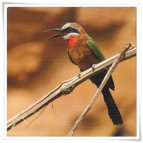 merops bullockoides.jpg merops bullockoides.jpg