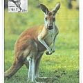kangaroo1.jpg