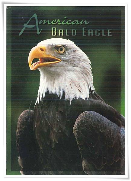 american bald eagle.jpg american bald eagle.jpg