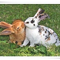 rabbit kiss.jpg