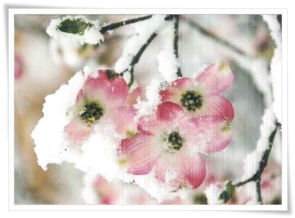 flower with ice.jpg flower with ice.jpg
