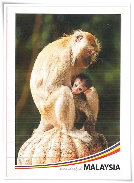 motherly love from the monkey.jpg motherly love from the monkey.jpg