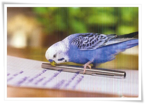 parrot_US.jpg parrot_US.jpg