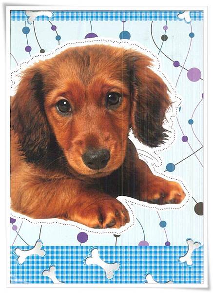 Long-haired dachshund.jpg Long-haired dachshund.jpg