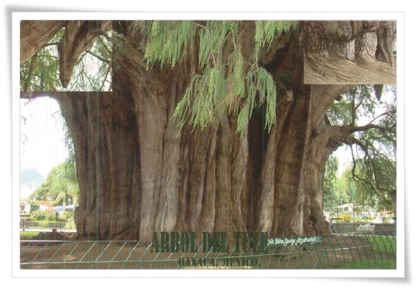 arbol del tule.jpg arbol del tule.jpg