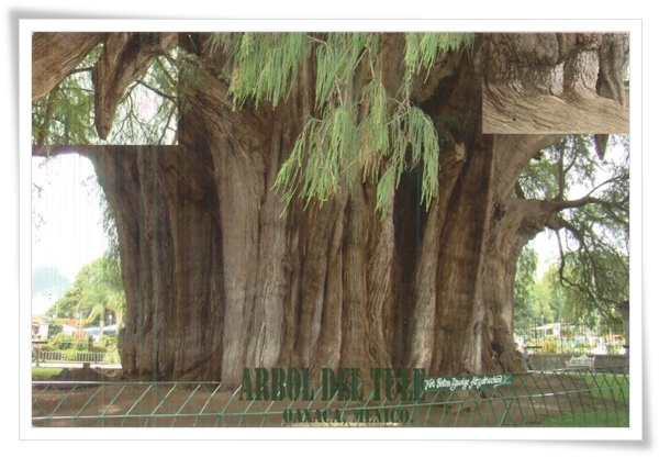 arbol del tule.jpg