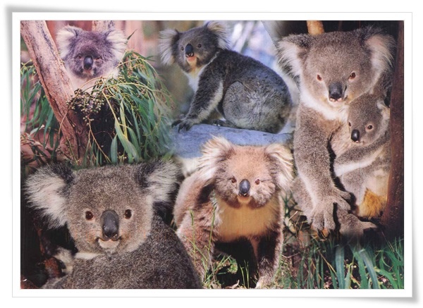 koalas.jpg koalas.jpg