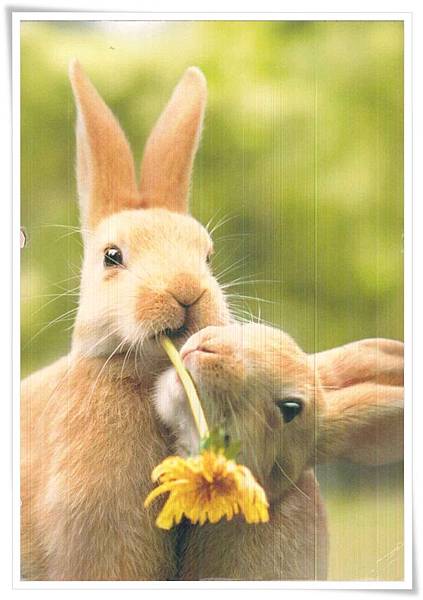 bunny.jpg bunny.jpg