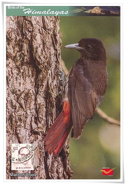 maroon oriole1.jpg