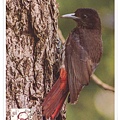 maroon oriole1.jpg