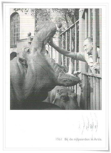 bij de nijlpaarden in artis.jpg bij de nijlpaarden in artis.jpg