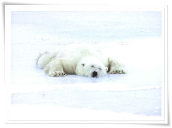 polar bear sleeping.jpg polar bear sleeping.jpg
