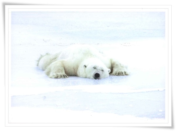 polar bear sleeping.jpg