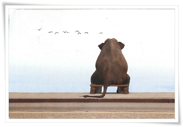 elephant on the chair.jpg elephant on the chair.jpg