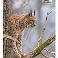 lynx on the tree_RU1.jpg