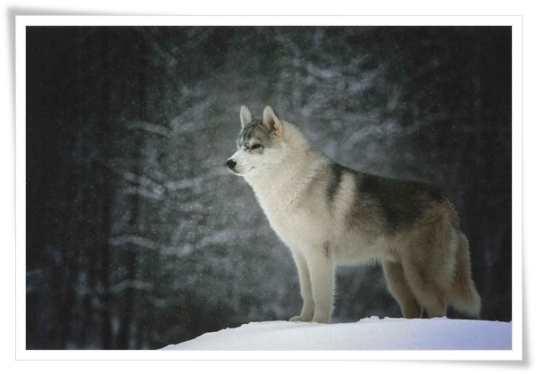 wolf_RU.jpg wolf_RU.jpg